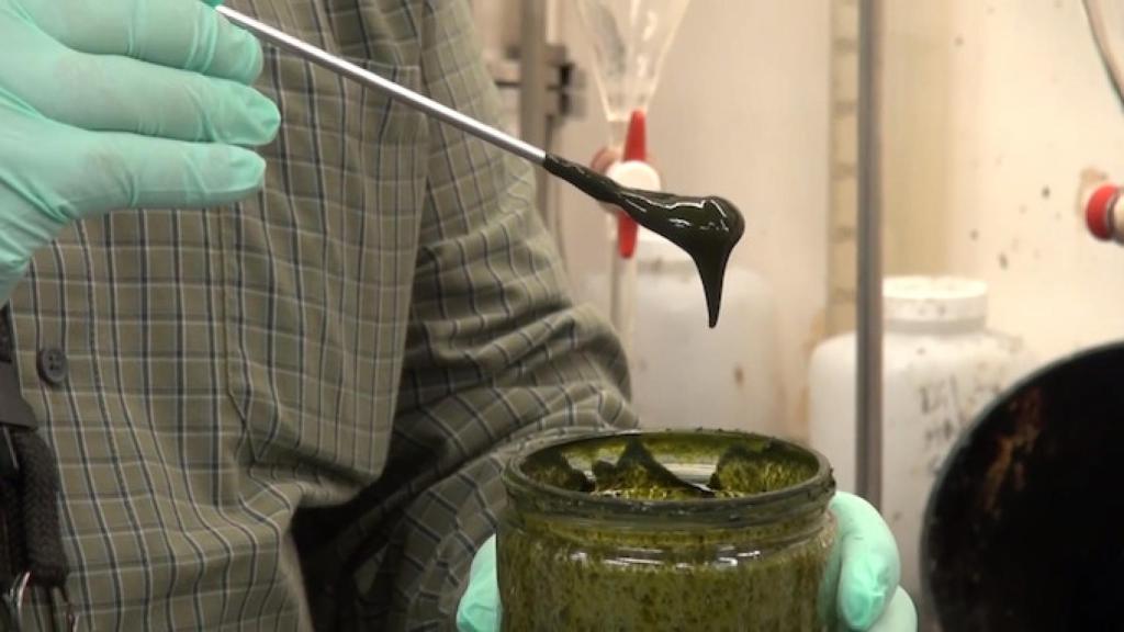 cientificos-crean-petroleo-algas