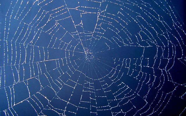 tela-arana-1