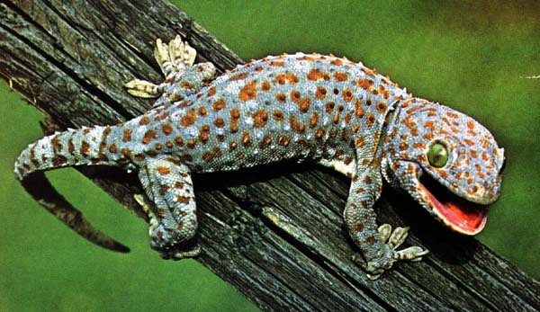 Gecko gecko