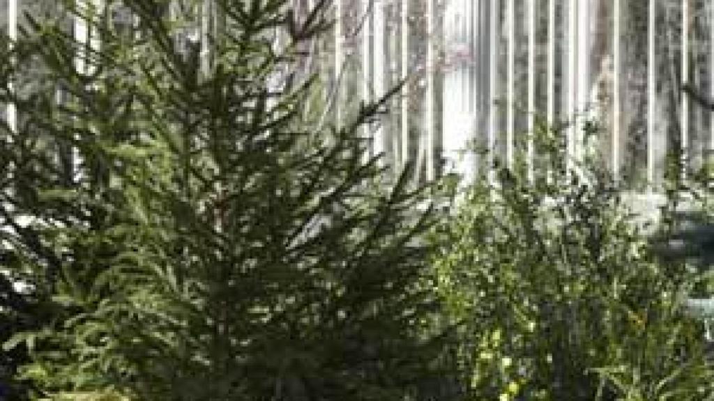 Image: En el jardín de Pierre Huyghe