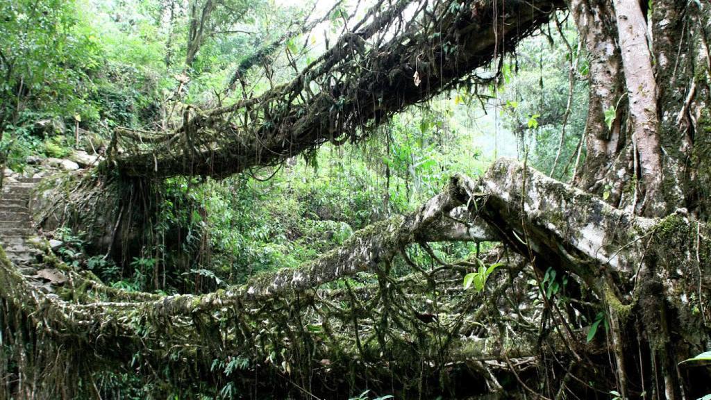 meghalaya-puentes-raiz-04