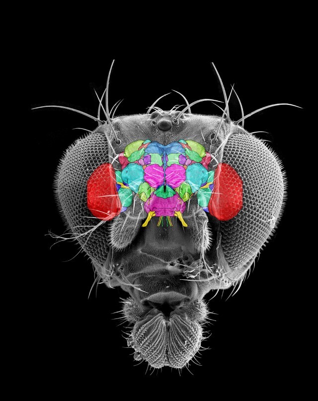 cabeza_drosophila_melanogaster