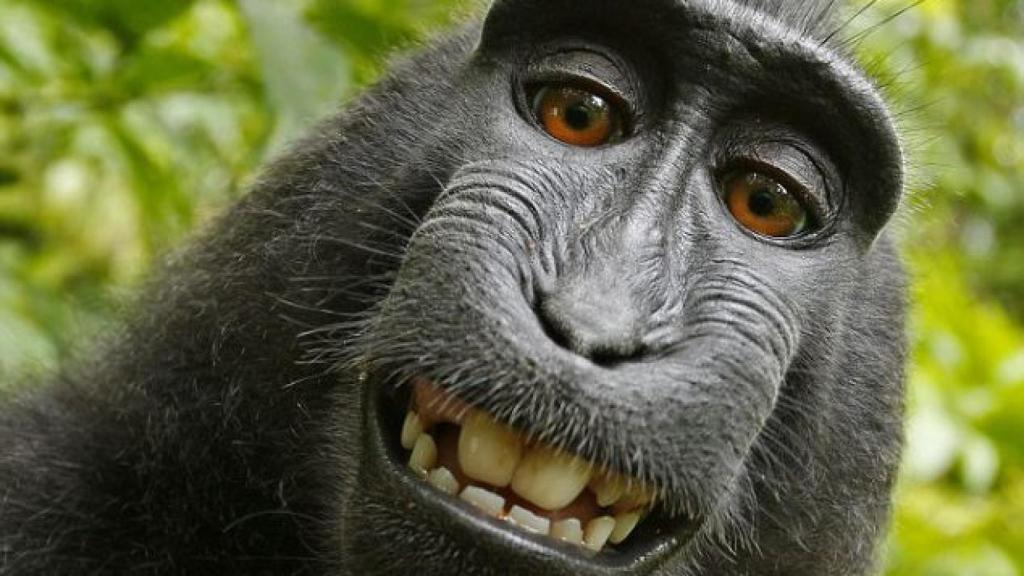 macaco-wikimedia-port