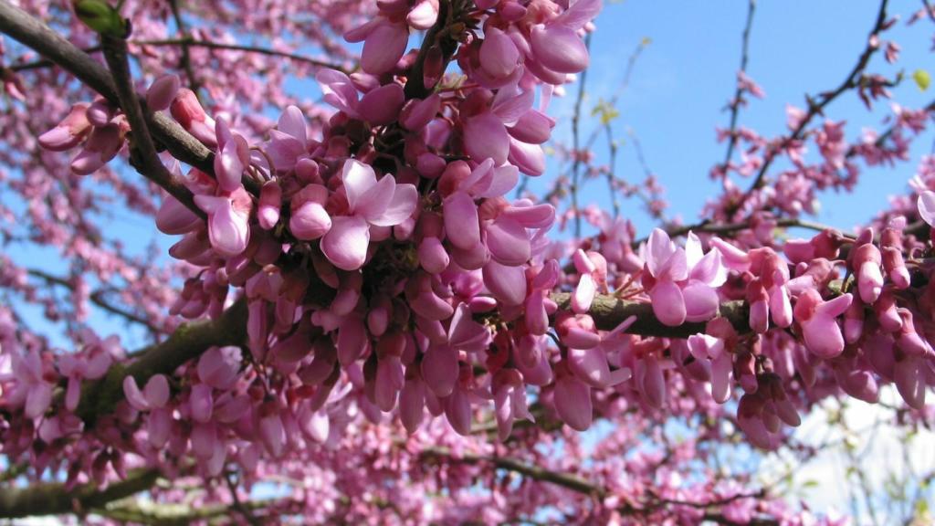 algarroba-algarrobo-01