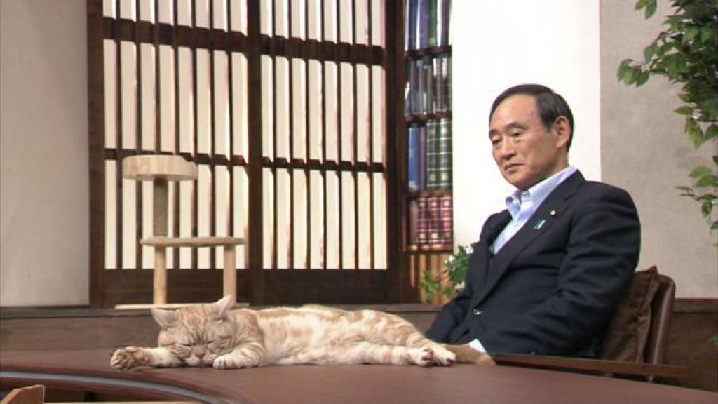 Gato noticias japonesas -2