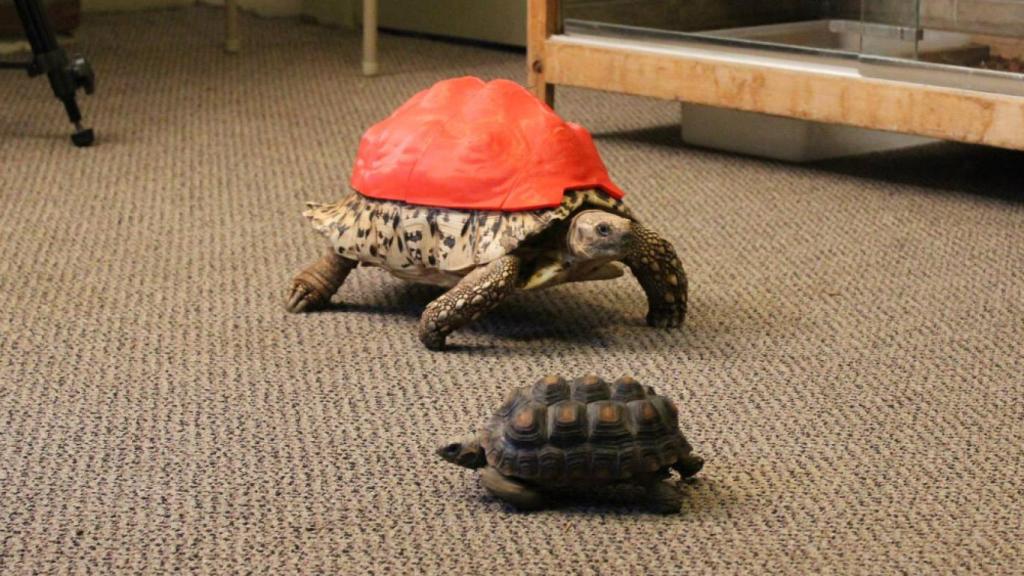 tortuga impresion 3d 2