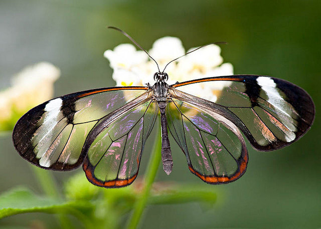 mariposa pantalla 5