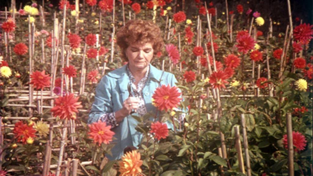 Image: Oliveira de ultratumba