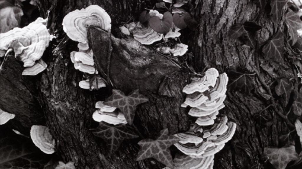 Image: Paul Strand, el fotógrafo responsable