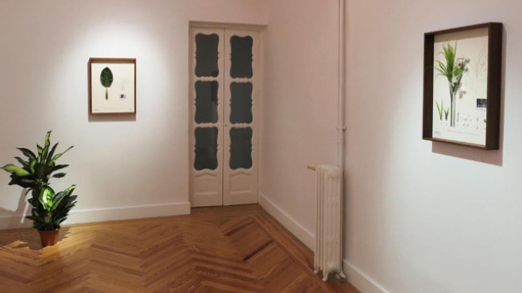 Image: La botánica tropical de Alberto Baraya