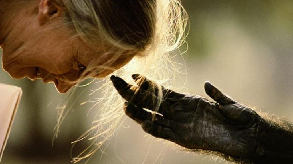 Image: Jane Goodall, una vida por los chimpancés