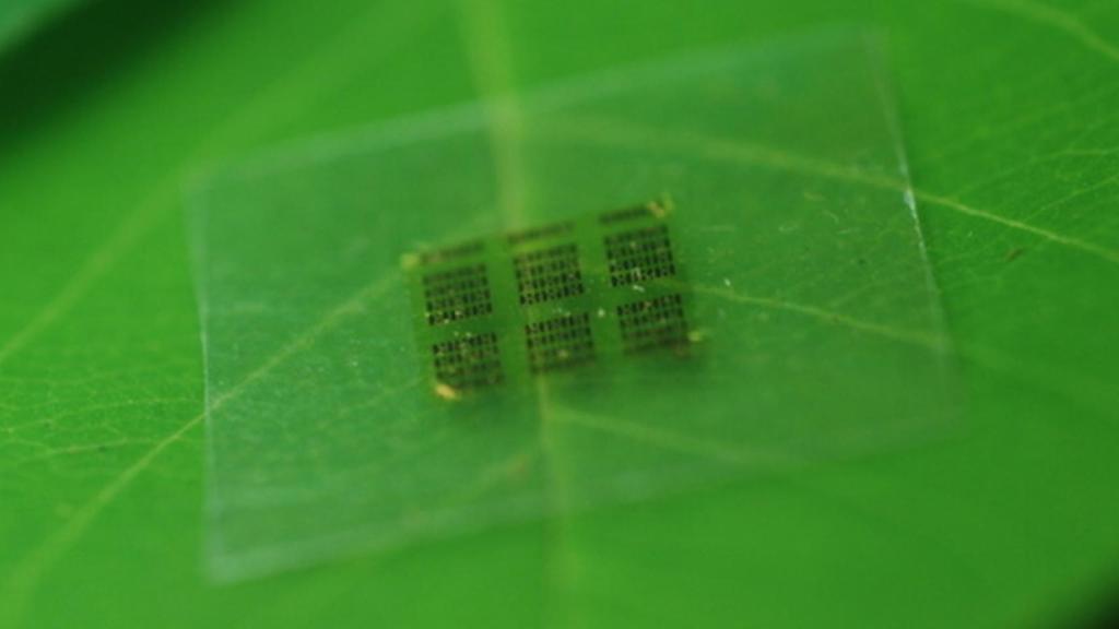 chip biodegradable 1