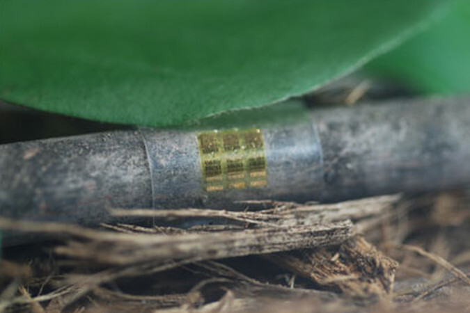 chip biodegradable 2