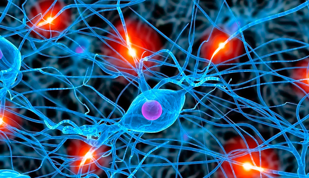 celulas-cerebrales