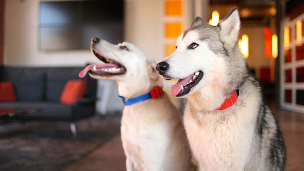 Wearables para animales, la última tendencia al alza