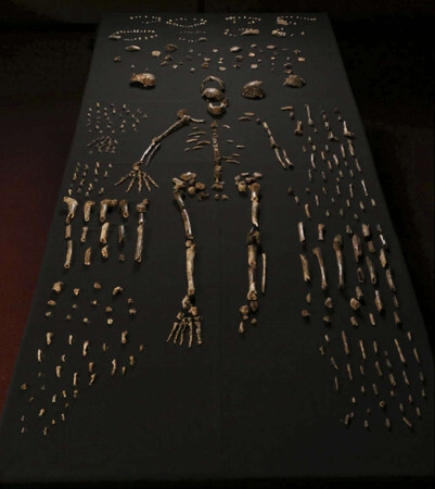 homo naledi 1