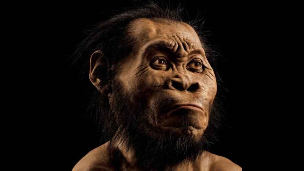 homo naledi port