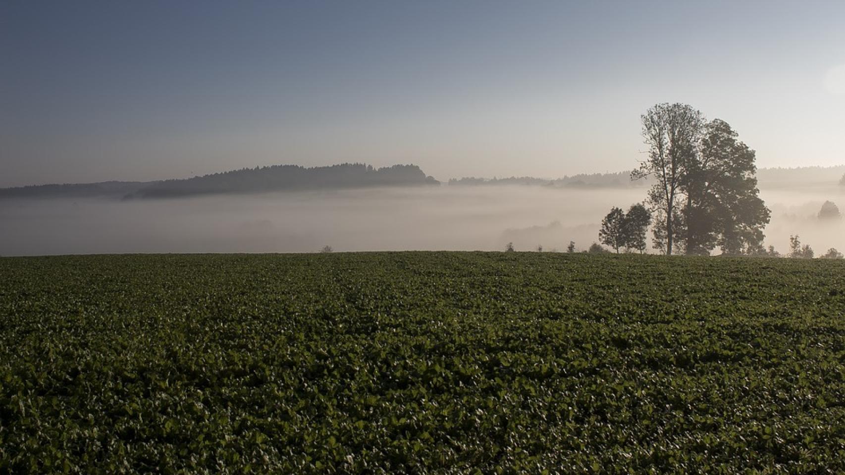 Evolución de las suscripciones a EL ESPAÑOL
