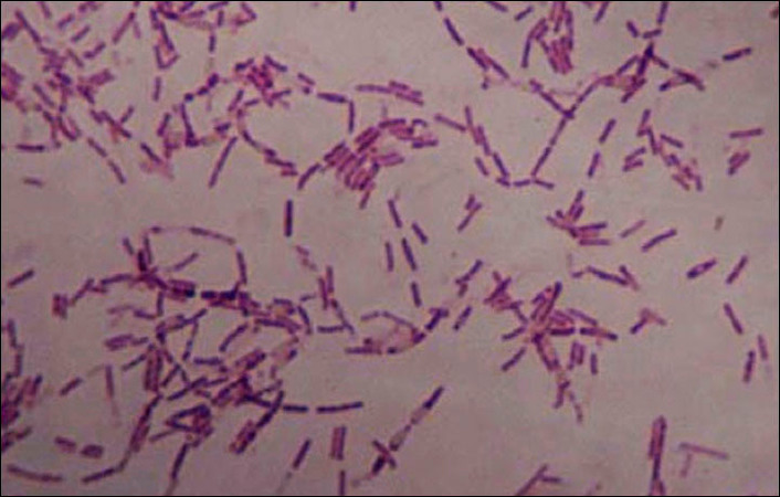 bacteria 1
