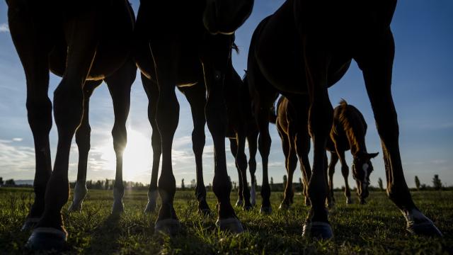 Un grupo de purasangres en la Dehesa de Milagro.