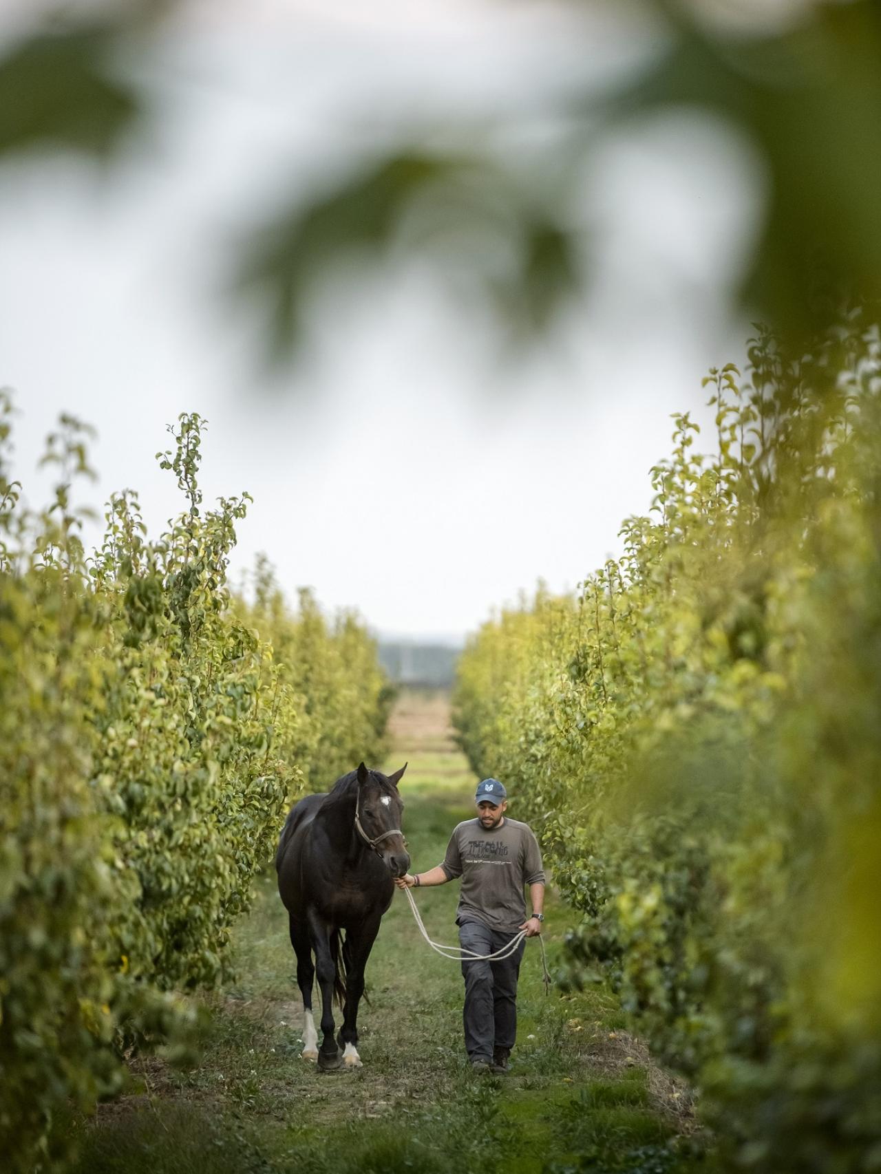 Cadarak pasea entre dos hileras de perales.