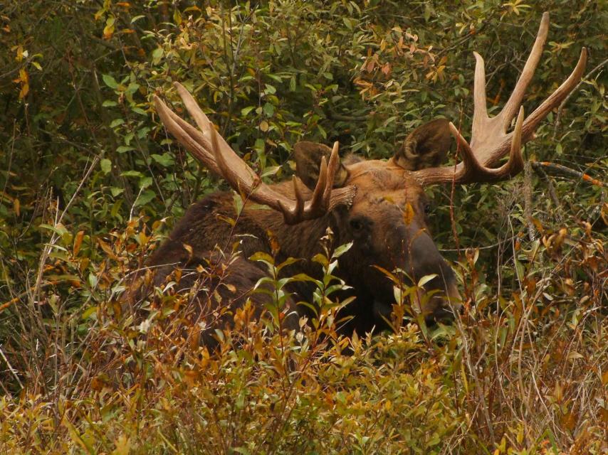Un alce pasta en la zona más contaminada cerca de Chernóbil.