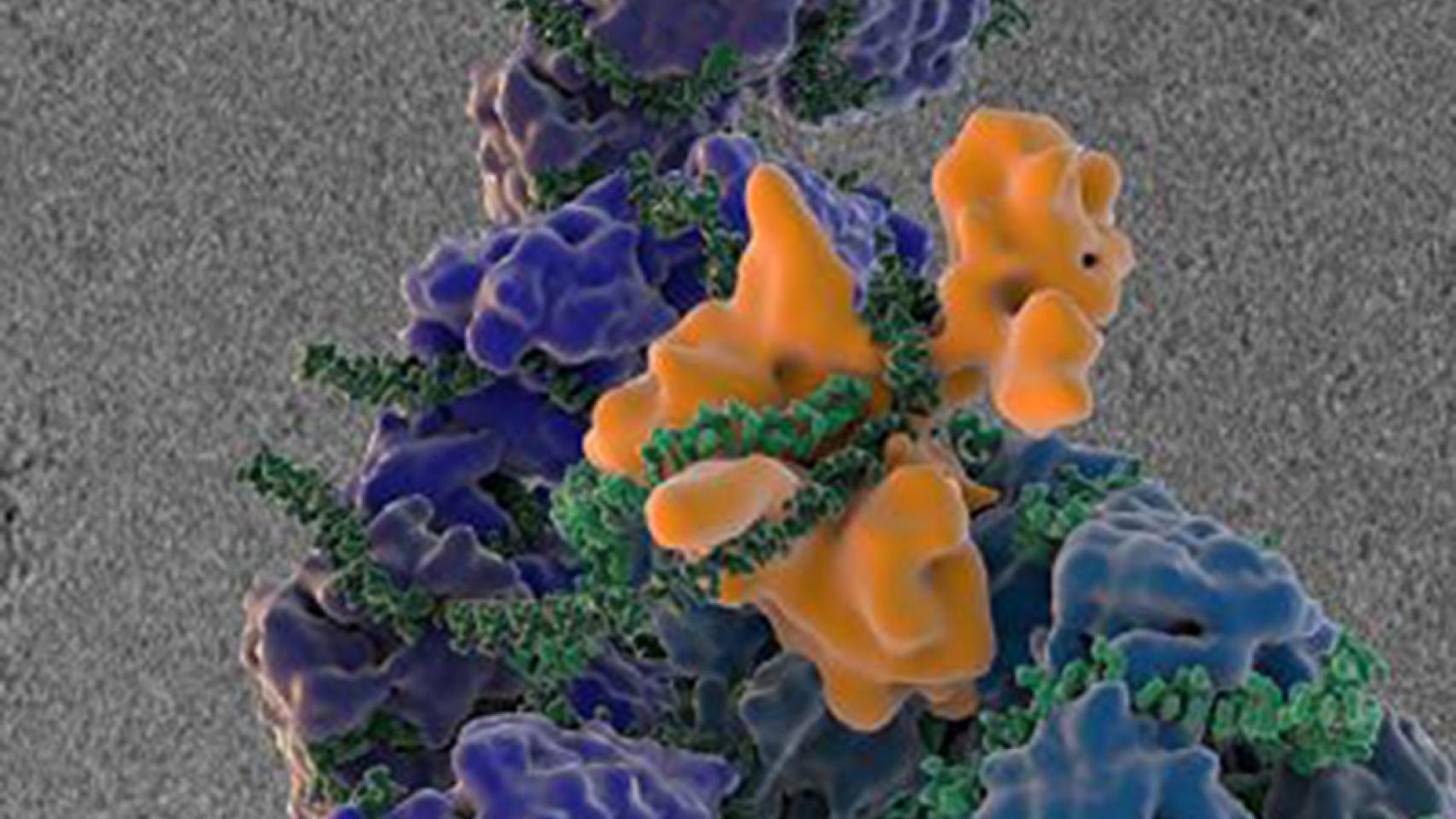 Proteínas del virus de la gripe