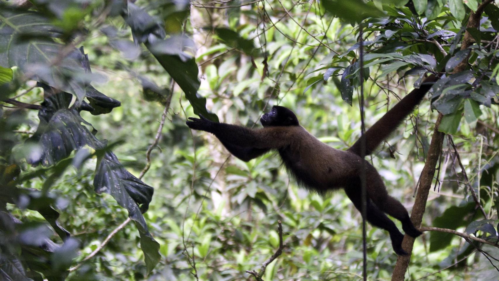 Un macaco en el parque nacional.
