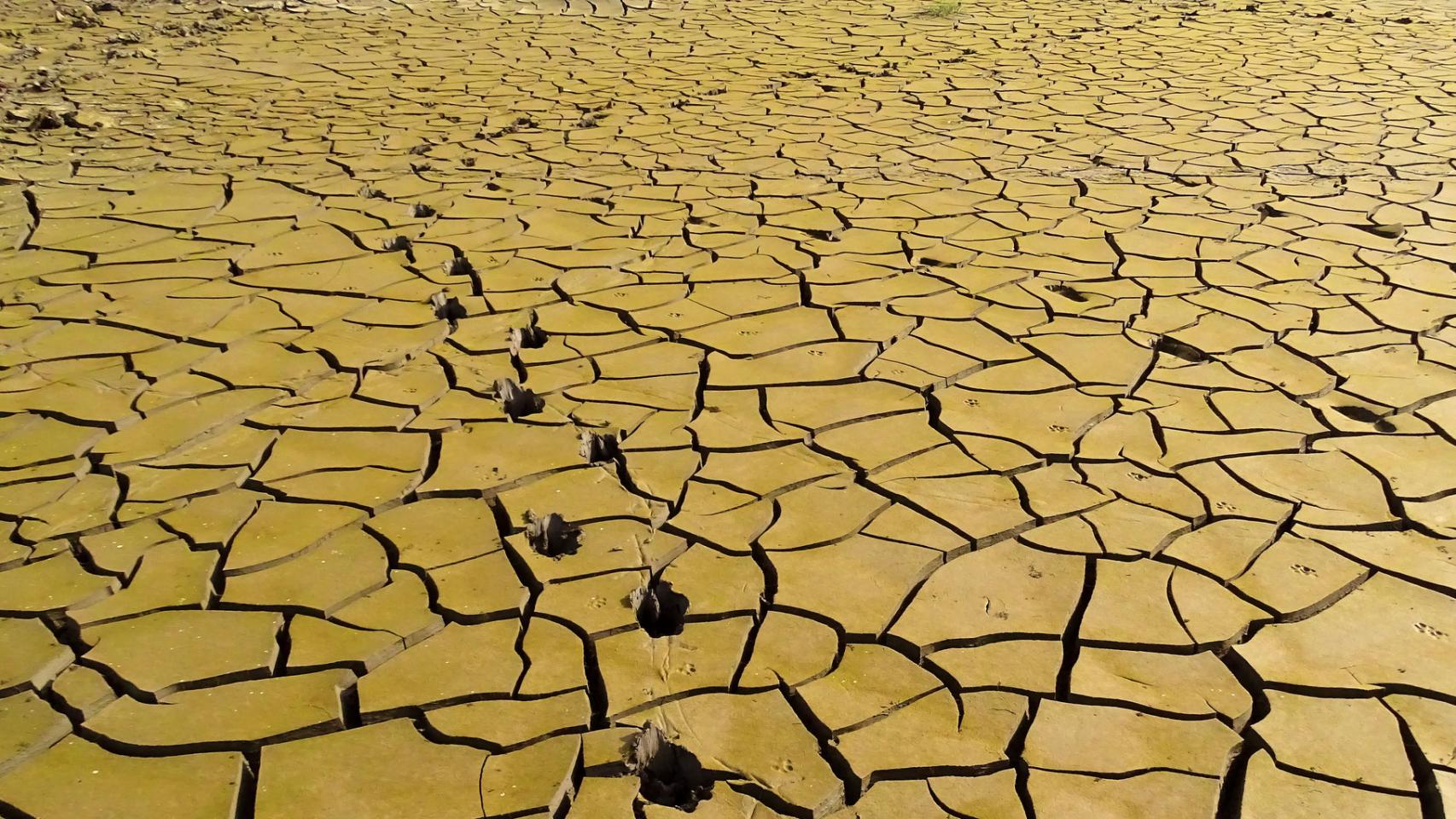 Suelo cuarteado en un pantano.