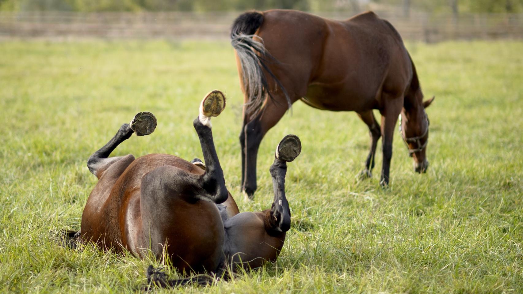 Una yegua retoza en la dehesa.