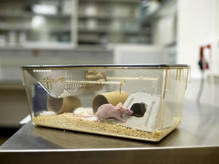 Los tumores se insertan bajo la piel de los ratones