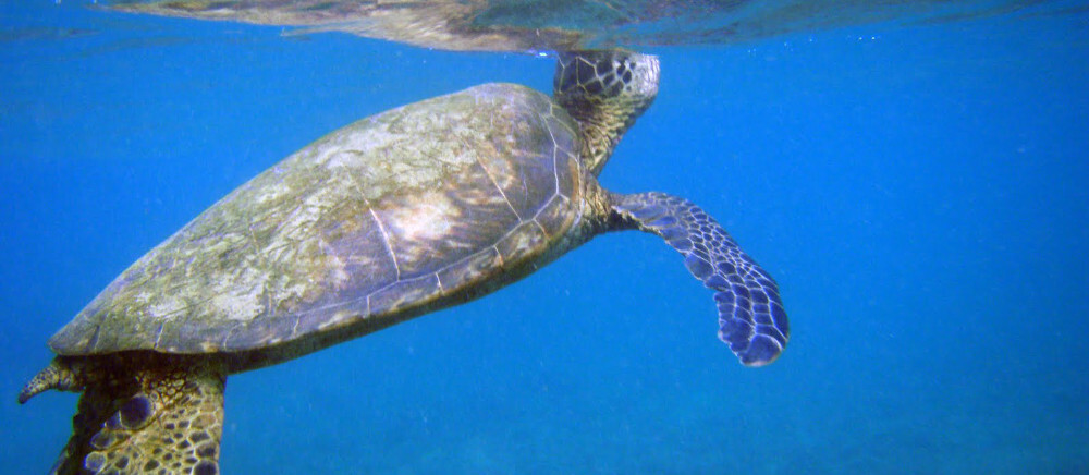 orientacioninstintiva2