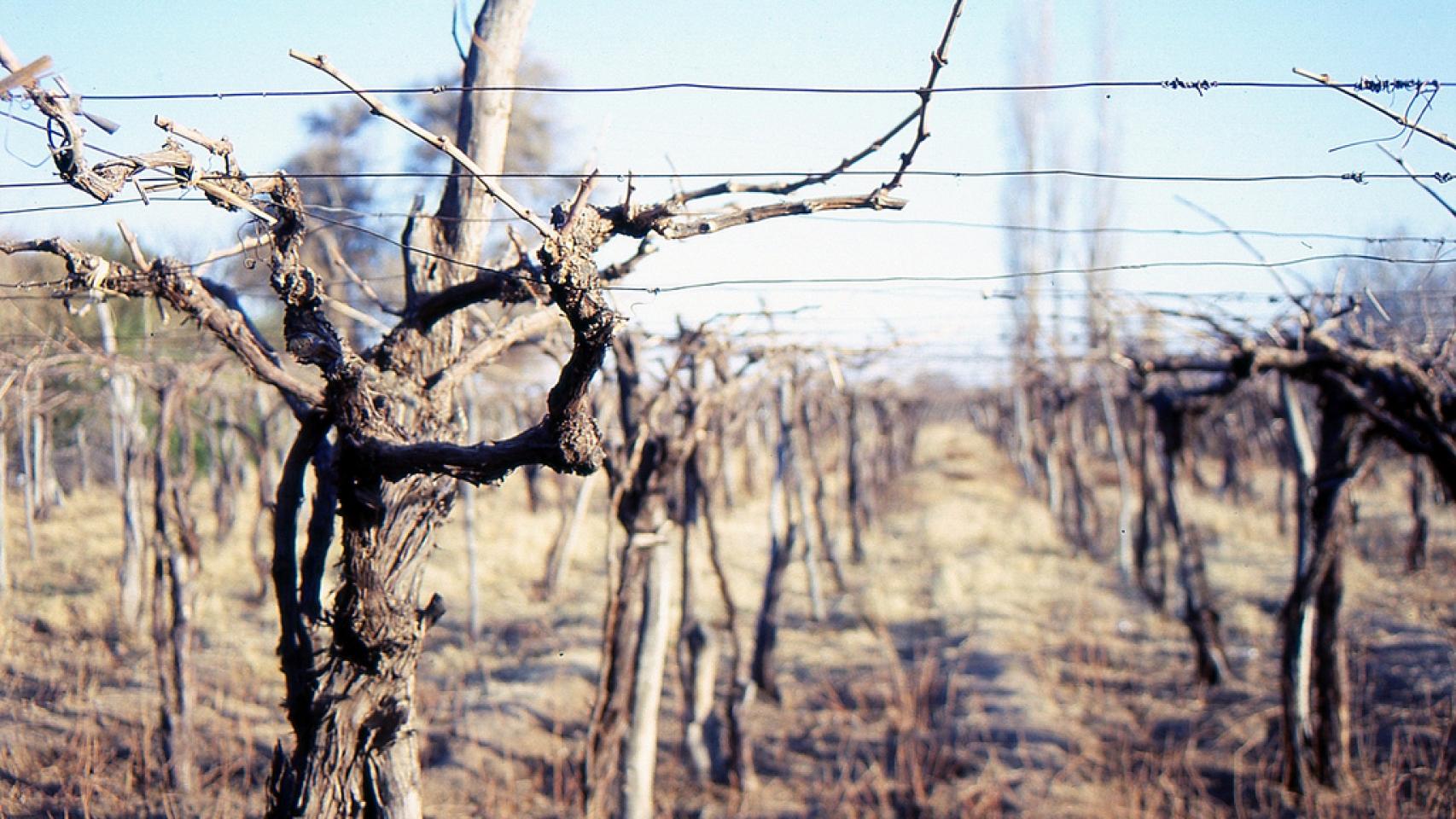 Argentina: menos vacas y menos viñedos