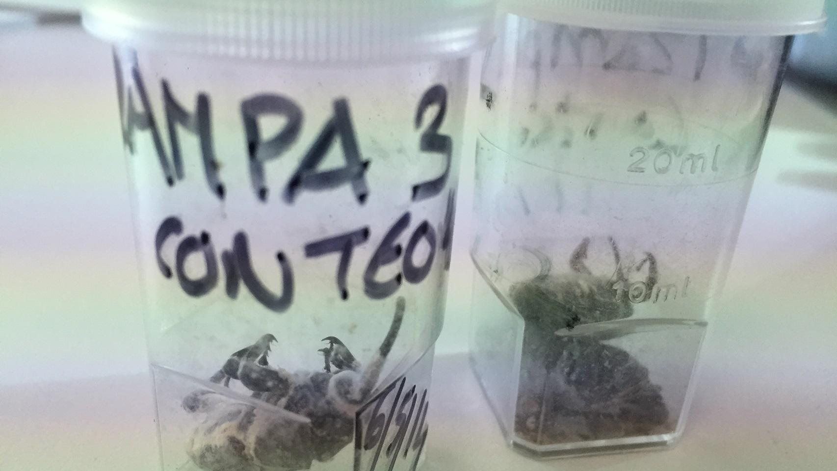 Escarabajos picudos rojos tras el efecto del hongo.