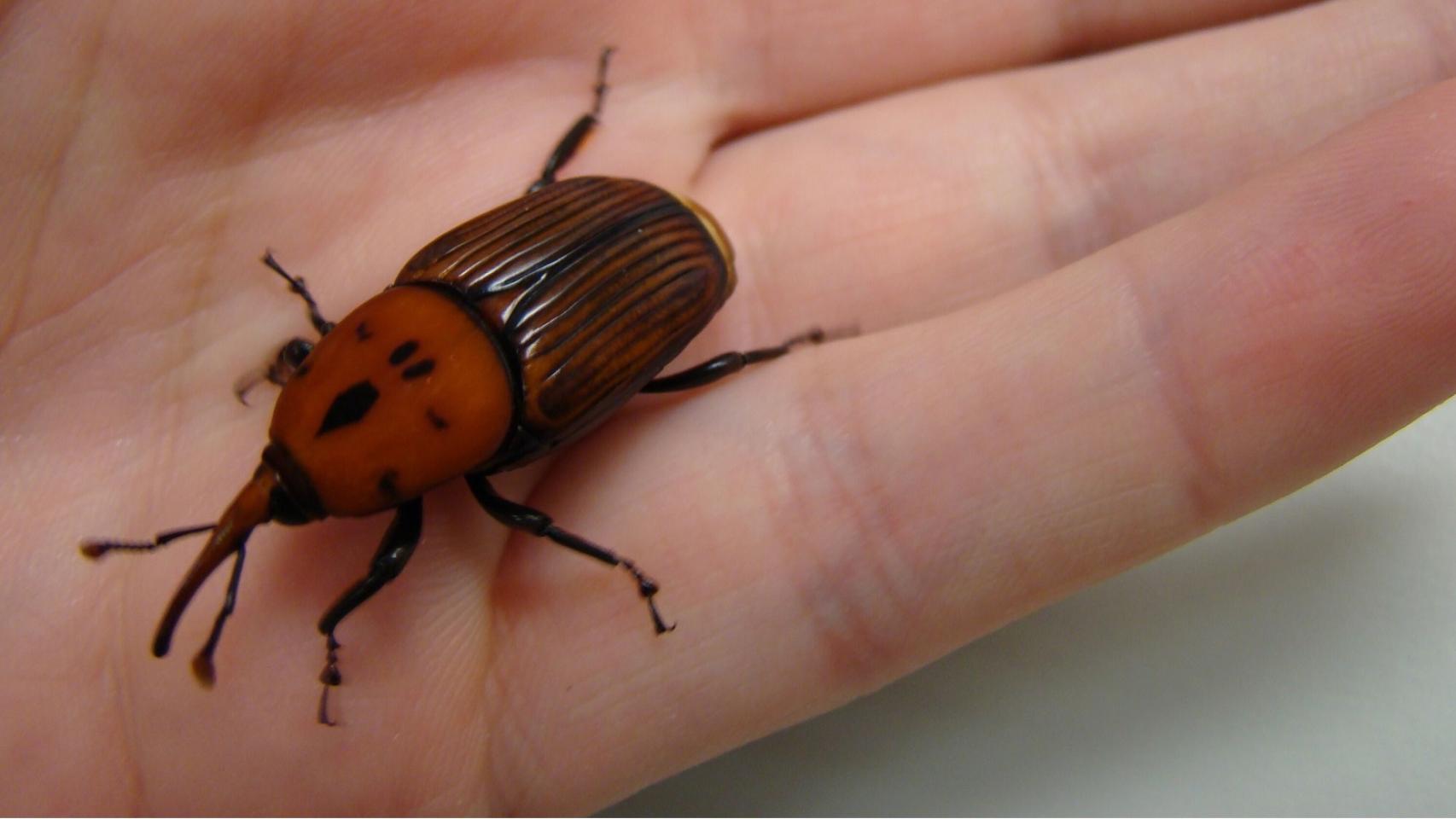 Un ejemplar de picudo rojo
