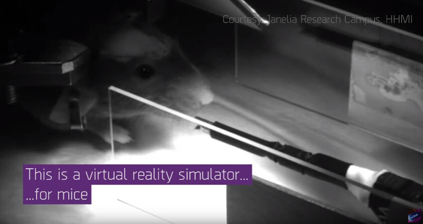 realidadvirtualanimal2