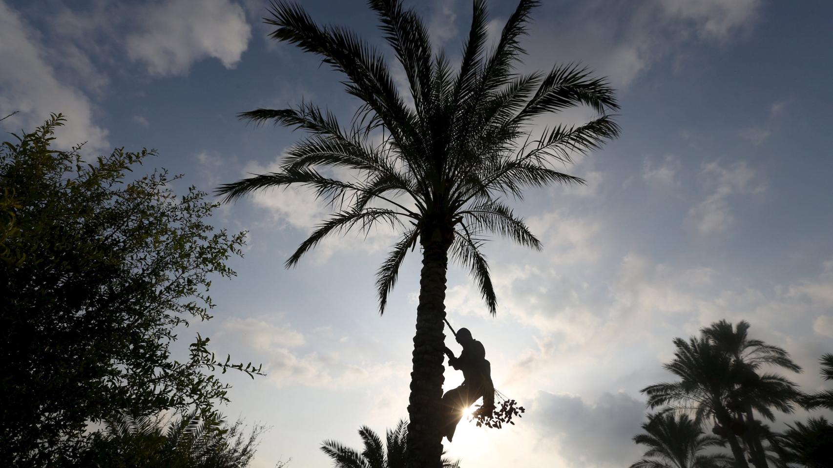 Agricultor palestino recoge dátiles en Khan Younis.