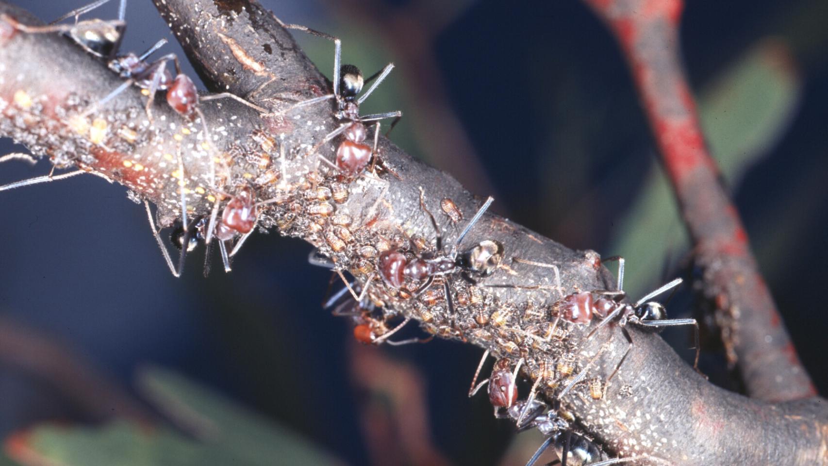 Estos pequeños insectos sociales tienen mucho que enseñarnos.