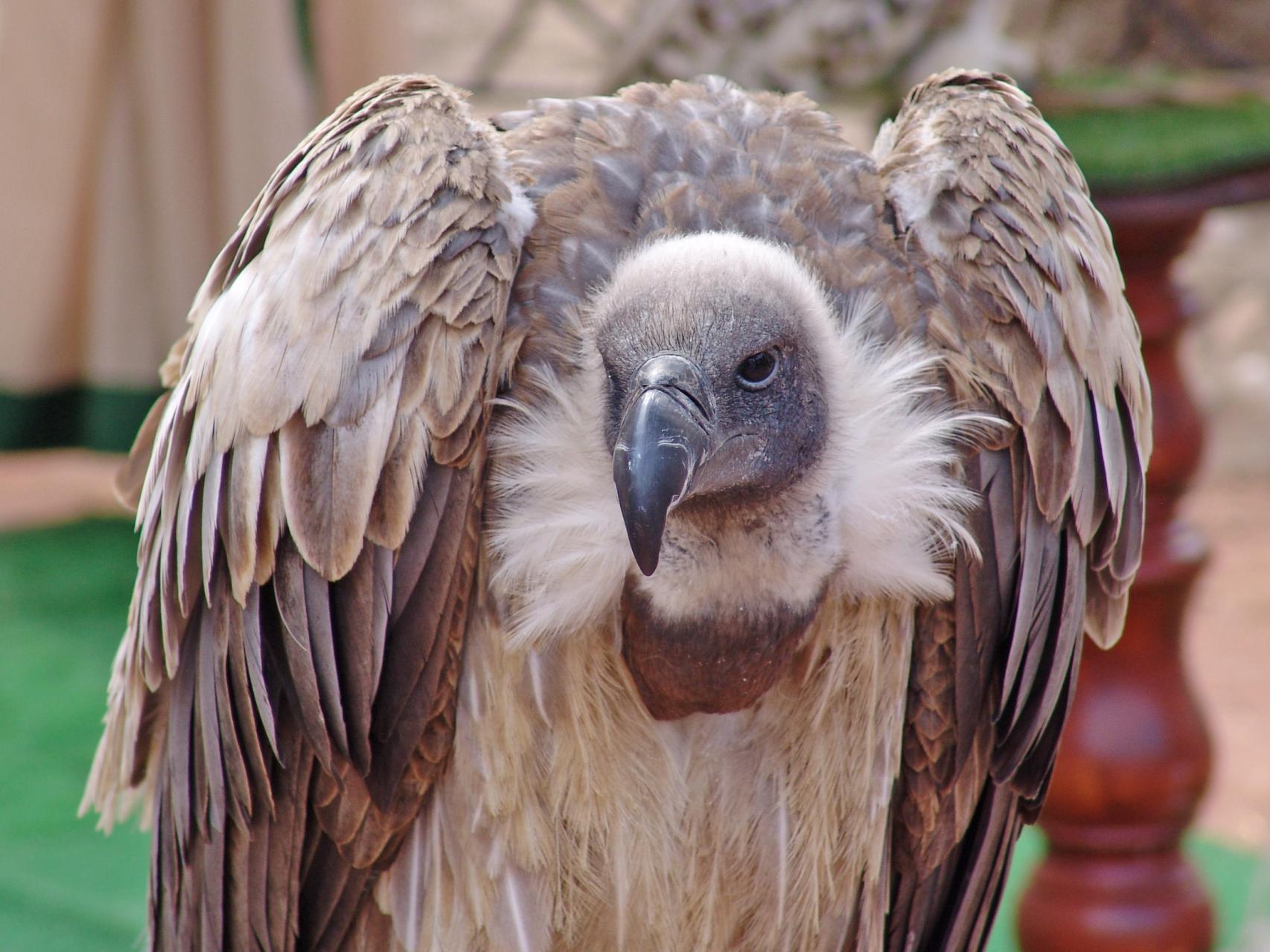 Los buitres están amenazados.