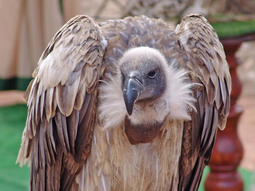 Los buitres están amenazados.