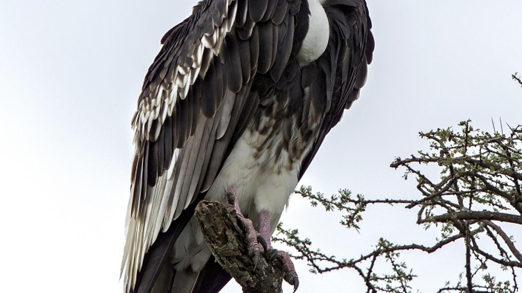 Un buitre de cabeza blanca.