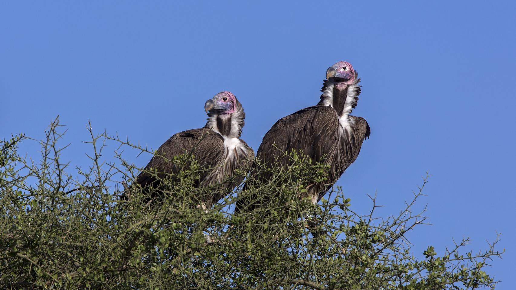 Un ejemplar de buitre orejudo.
