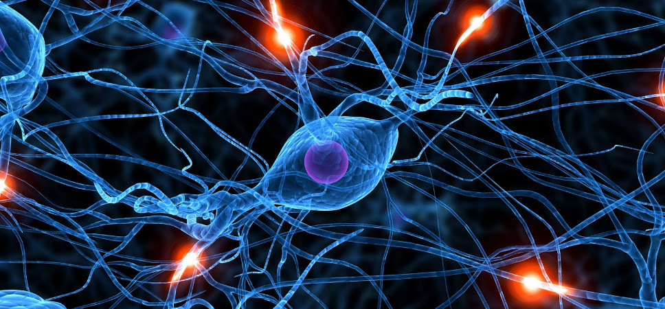 reparardañoscerebrales2