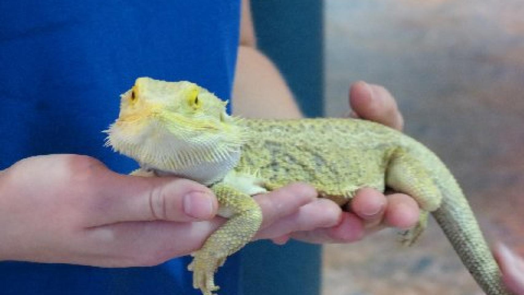 Los reptiles ganar popularidad como mascotas.
