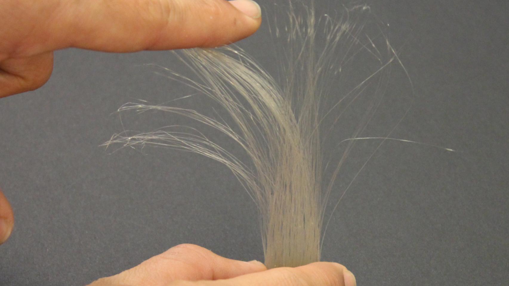 La longitud de los pelos, bajo control.