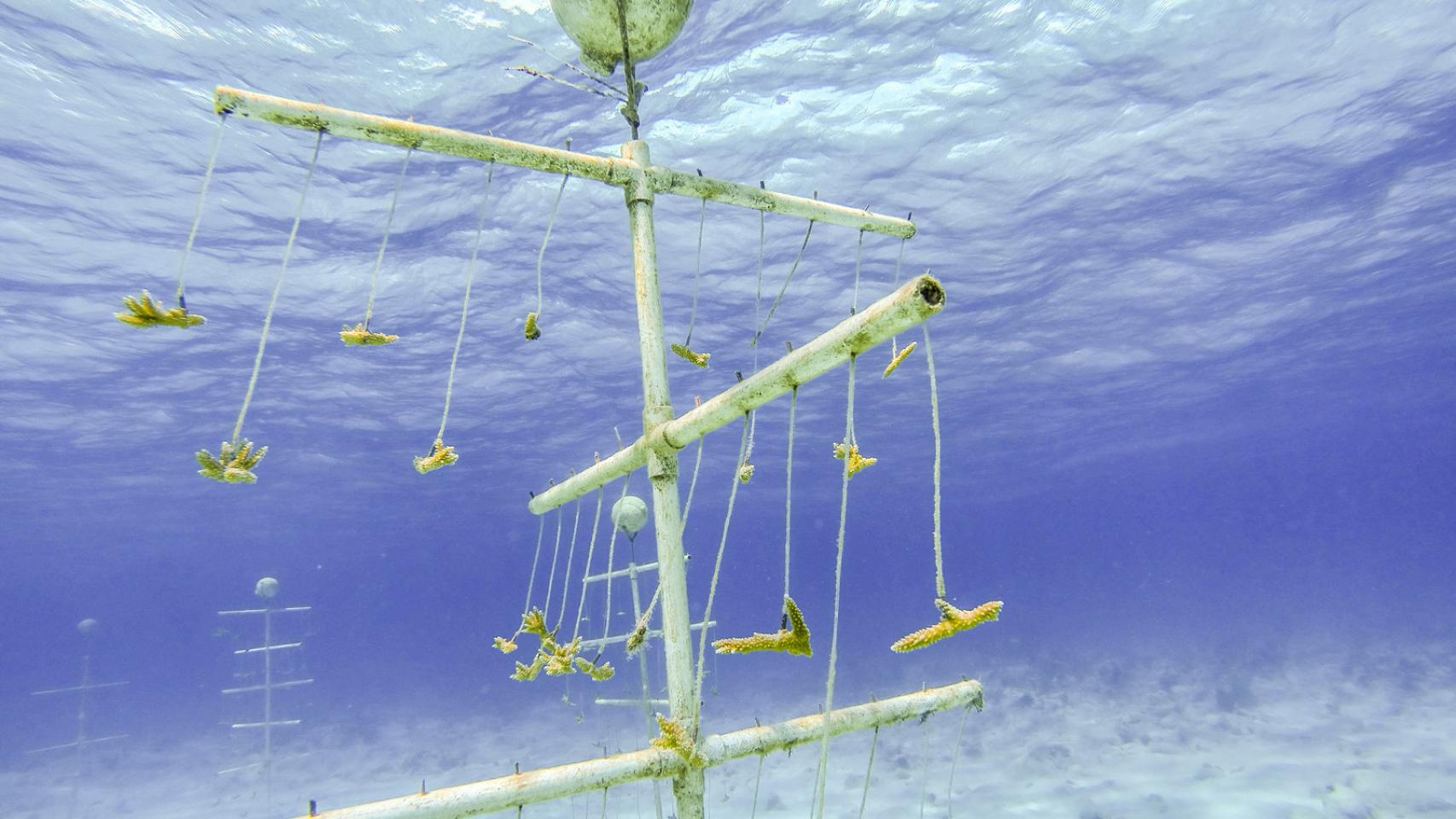 Guardería de coral en las Bahamas.