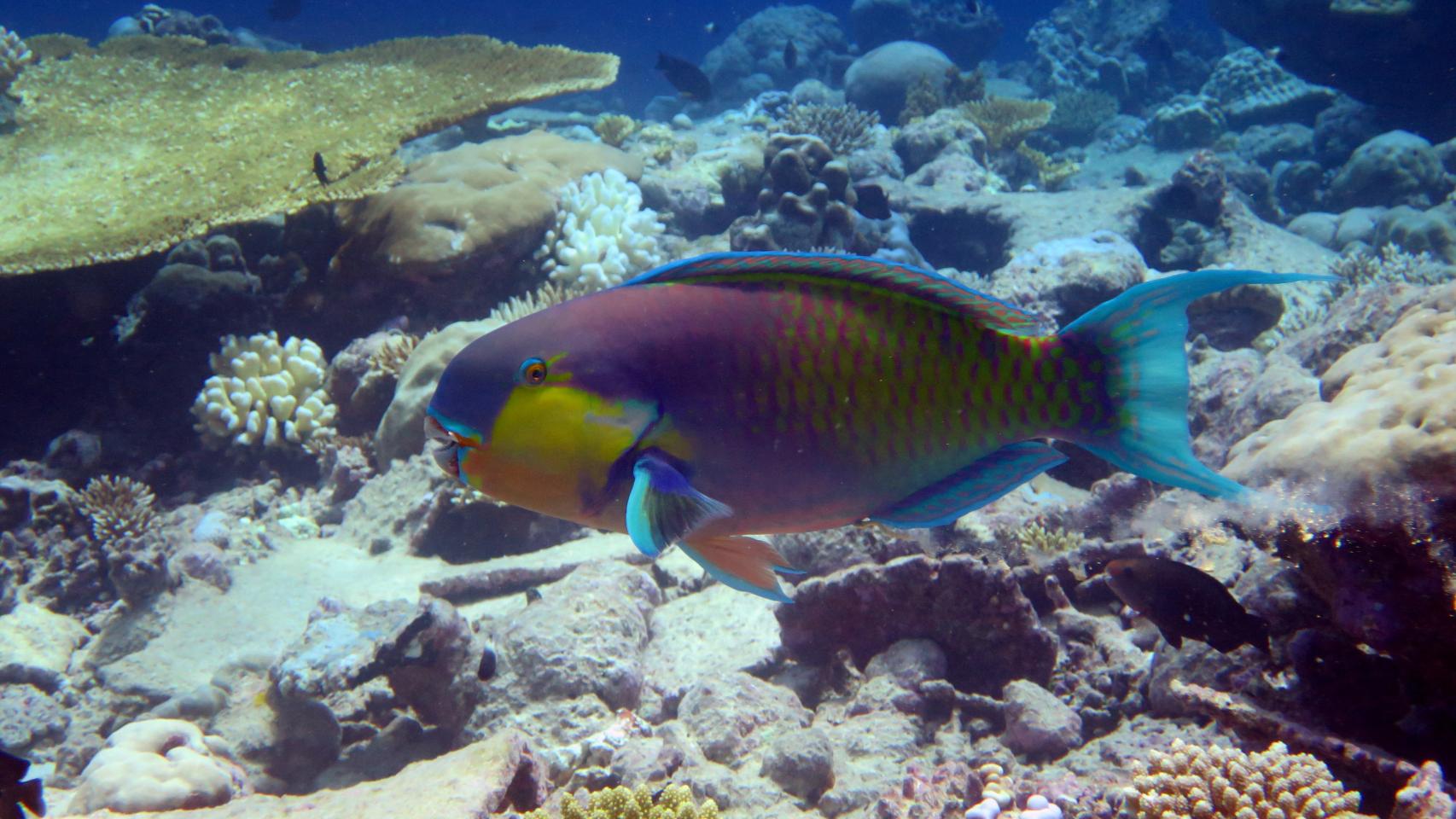 Un pez loro entre corales.
