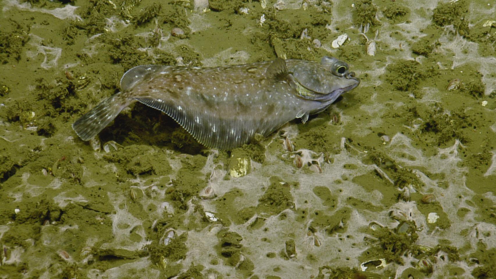 Un lenguado sobre una filtración de metano.