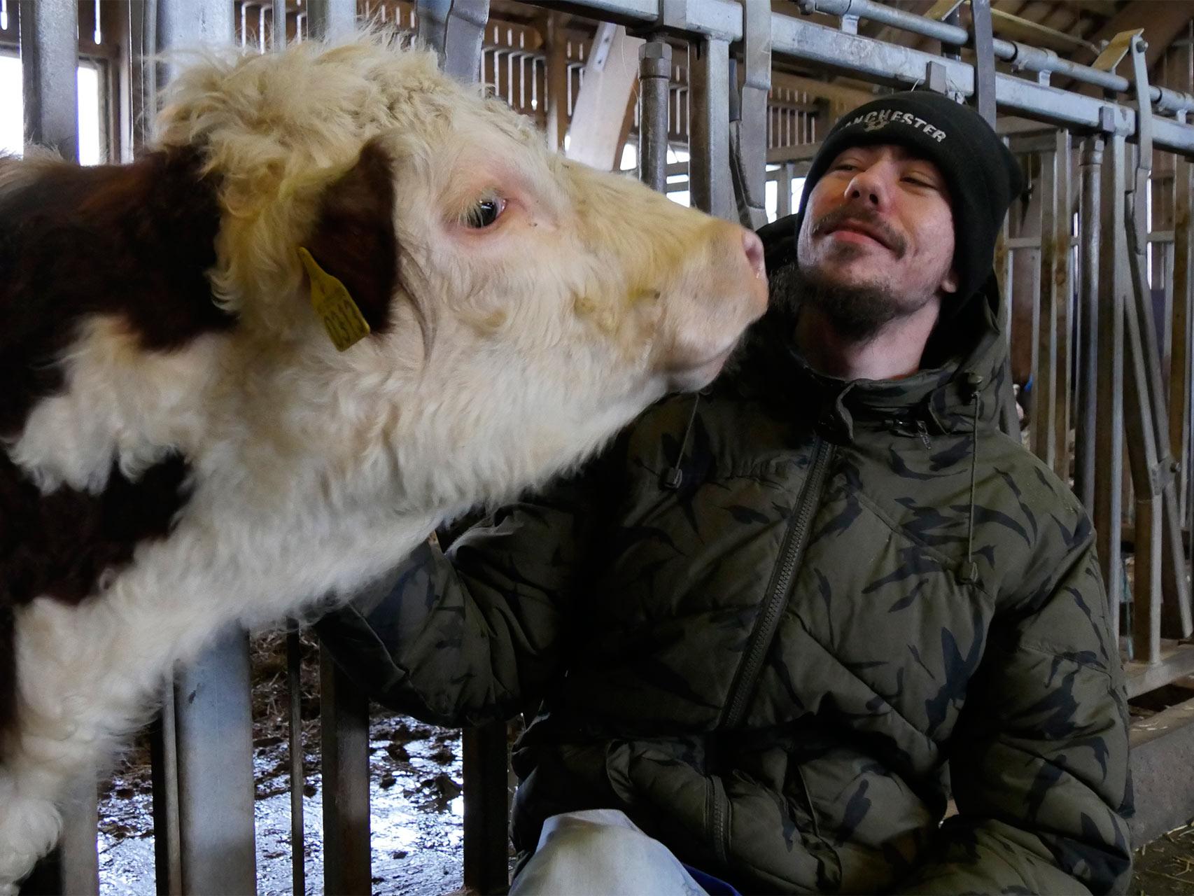 Un preso con una vaca.