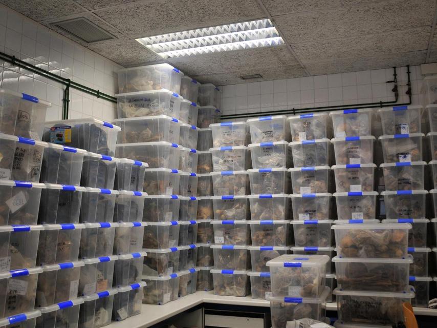 Restos de distintas exhumaciones, apilados en el laboratorio de la UAM.